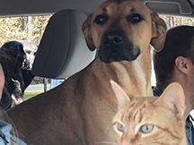 Pets in cars