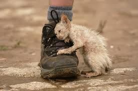 Cat on boot