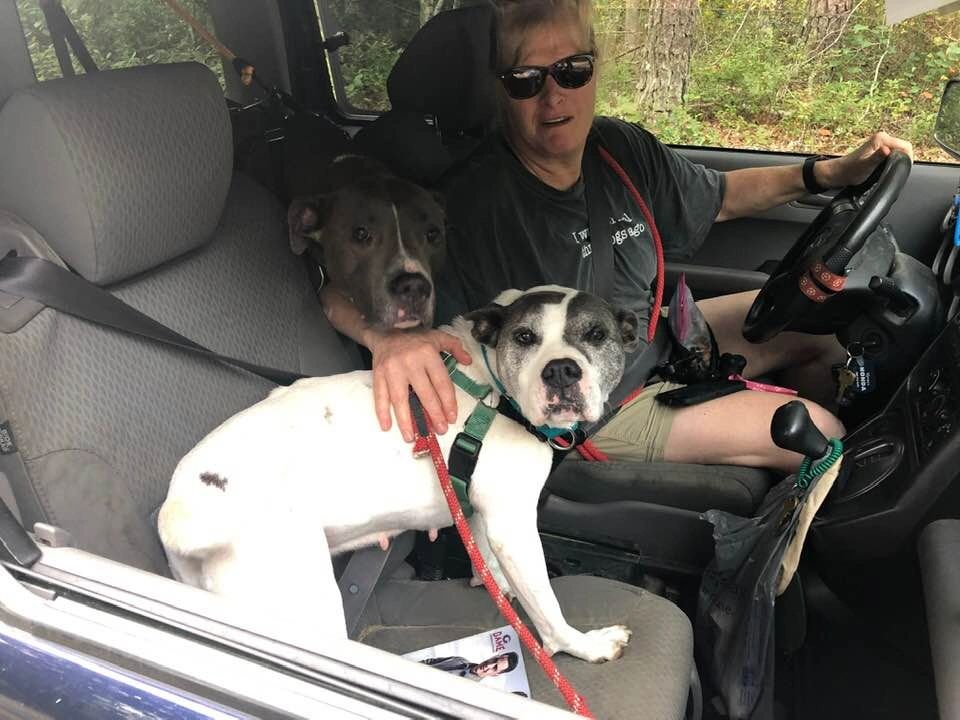 Dogs in car